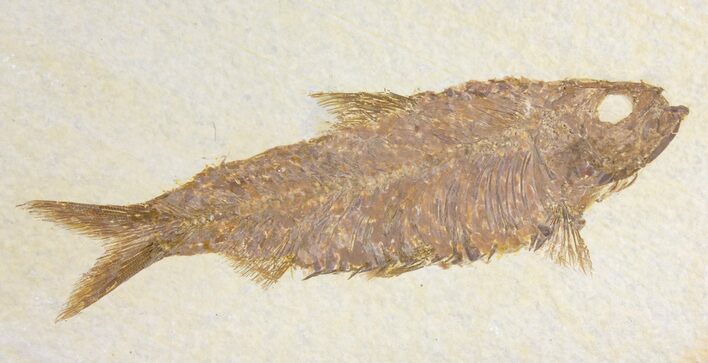 Fossil Fish (Knightia) - Wyoming #136783